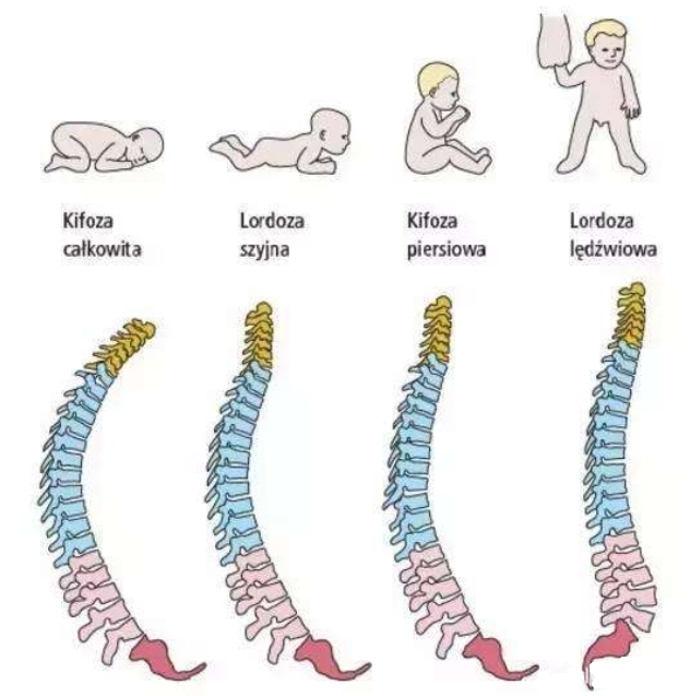 婴幼儿脊柱发育黄金期是什么时候？