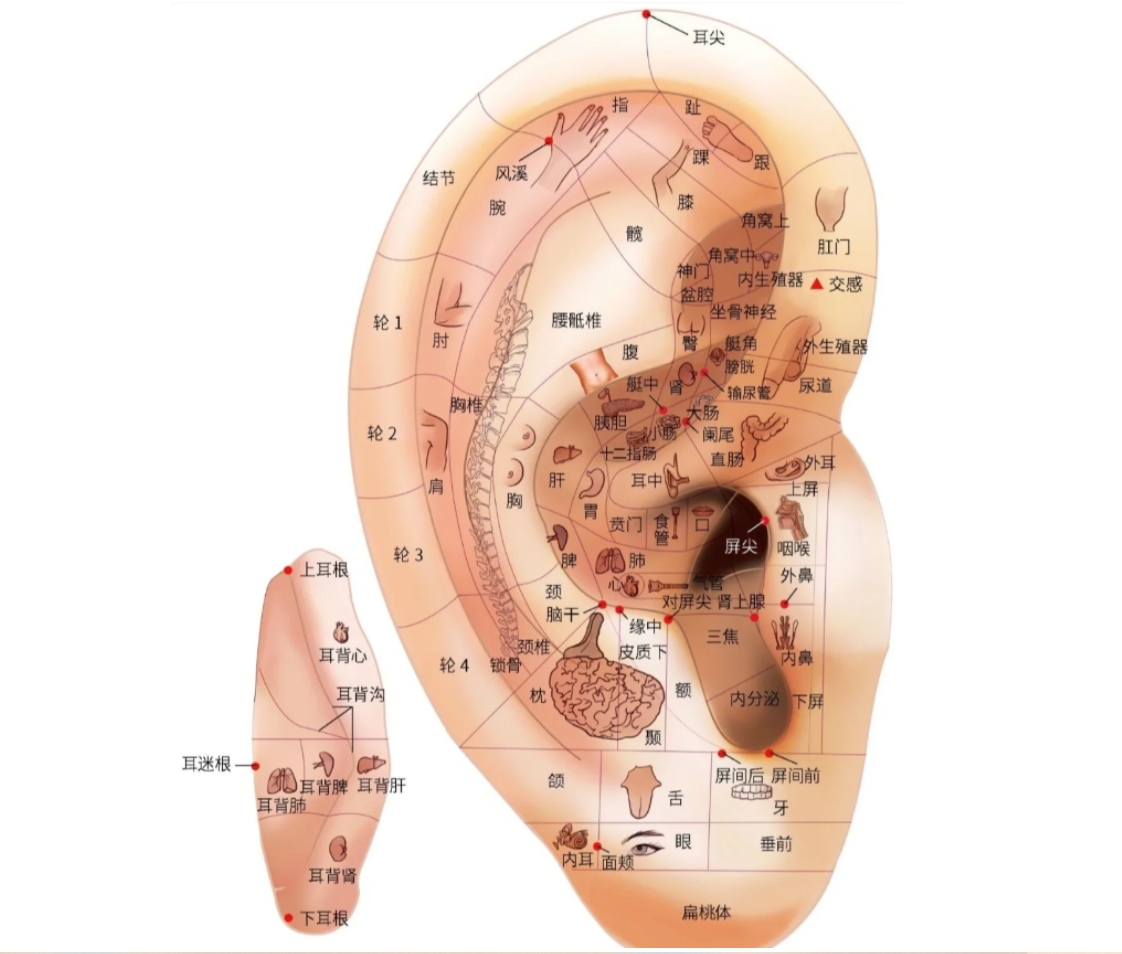 中医如何按摩耳朵穴位？耳穴位置分布代表人体哪些五脏六腑？