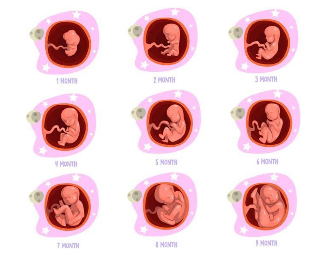 不同孕周的胎儿的生长发育速度，怎么看？