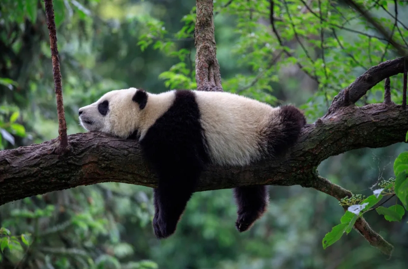 为什么大熊猫没有冬眠的习惯？