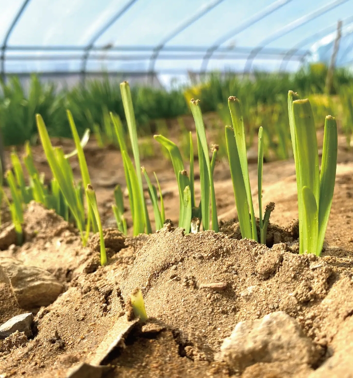 韭菜太爱招虫子！怎样种植不打农药的韭菜呢？