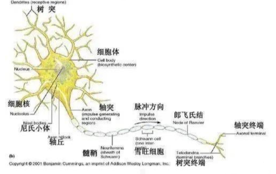 神经元细胞由什么构成？