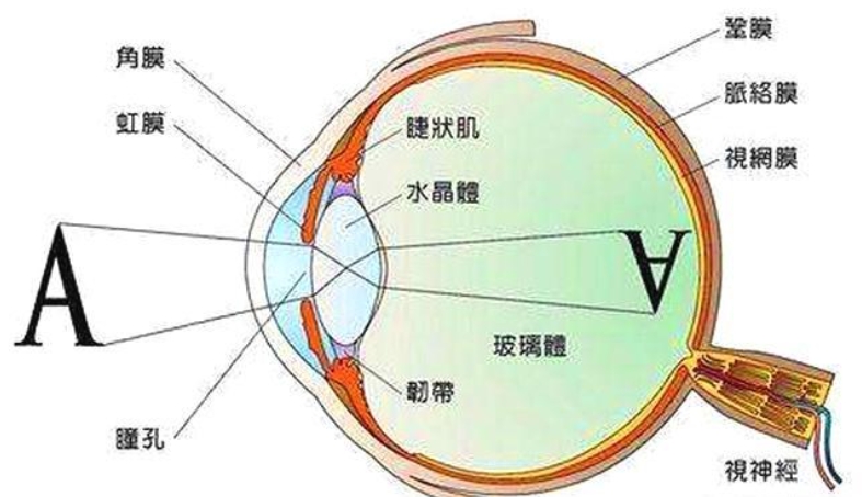 为什么人的眼睛视网膜成像是反的？