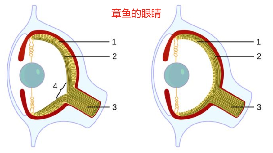 章鱼的眼睛和人的眼睛，看东西方面有什么不同？