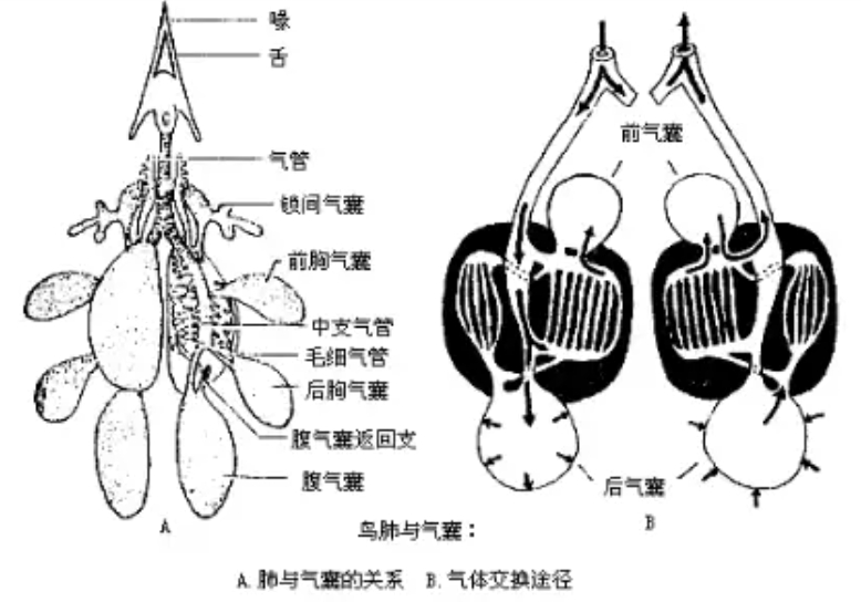 鸟的肺部构造是怎样的？鸟的呼吸系统是怎么运作的？