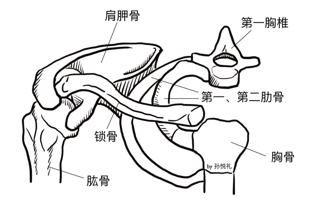 为什么练肩膀要选用小重量？