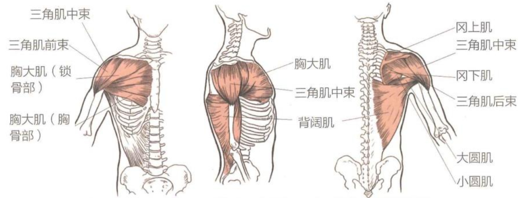 肩膀训练怎么练？