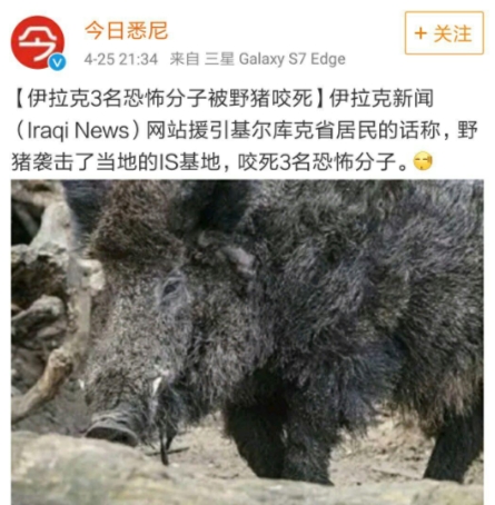 家猪和野猪的攻击性有什么不同？