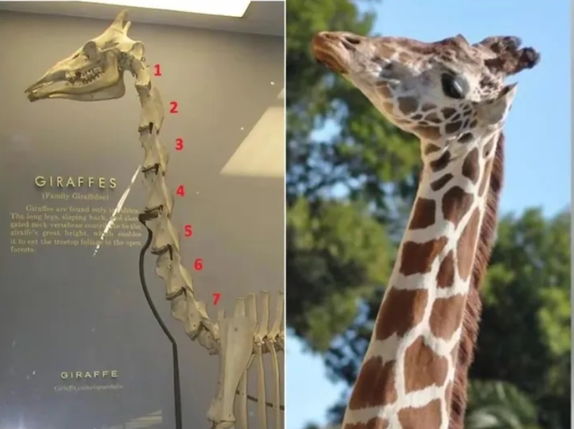 长颈鹿脖子有多少块颈骨？